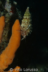 Crab by Vito Lorusso 